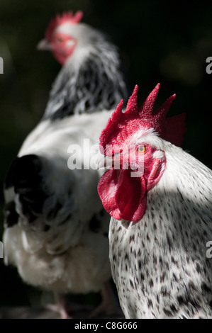 Light Sussex Coq et poule Bantam Banque D'Images