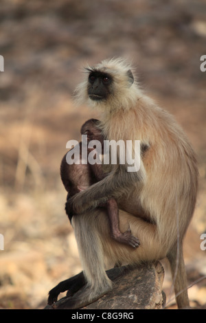 Langur monkey avec bébé, animaux singe (Semnopithecus, Ranthambhore National Park, Rajasthan, Inde Banque D'Images
