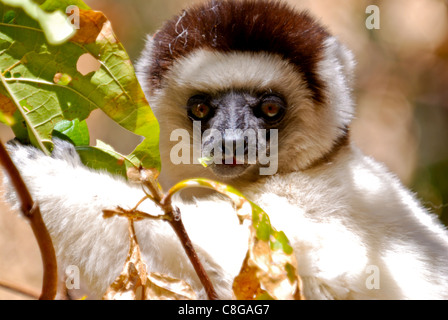 Le propithèque de verreaux (Propithecus verreauxi) , Parc National d'Isalo, Madagascar Banque D'Images