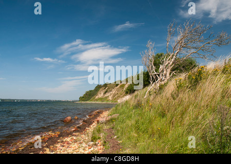 Côte raide près de la péninsule Lodge am Meer Quern, Flensburg, Schleswig-Holstein, Allemagne, Europe Banque D'Images