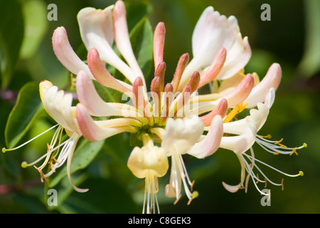 Une espèce de chèvrefeuille (Lonicera periclymenum) flower Banque D'Images