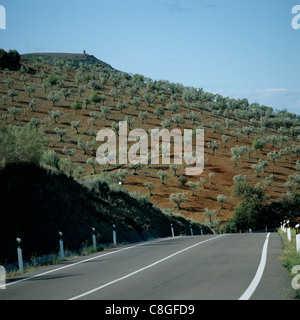 Les jeunes d'oliviers sur une colline par la route dans La Mancha, Espagne, Avril Banque D'Images