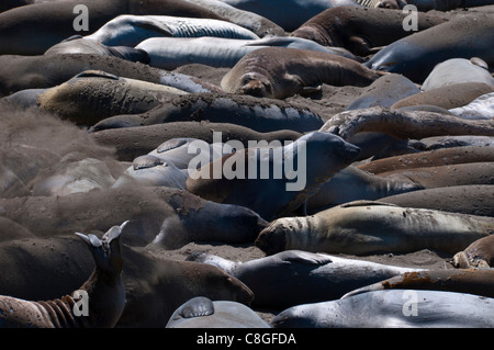 Les éléphants de la mue, Les Roches Blanches (Piedras Blancas, La Route 1, en Californie, États-Unis d'Amérique Banque D'Images