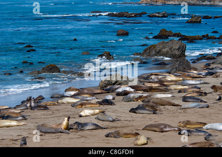 Les éléphants de la mue, Les Roches Blanches (Piedras Blancas, La Route 1, en Californie, États-Unis d'Amérique Banque D'Images