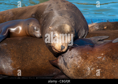 Otaries, Pier 39, San Francisco, Californie, États-Unis d'Amérique Banque D'Images