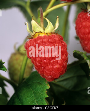 L'été venu sur les cannes de framboise Banque D'Images