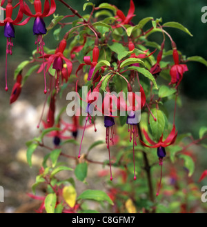 Genii Fuchsia fuchsia arbuste ornemental à fleurs hardy Banque D'Images