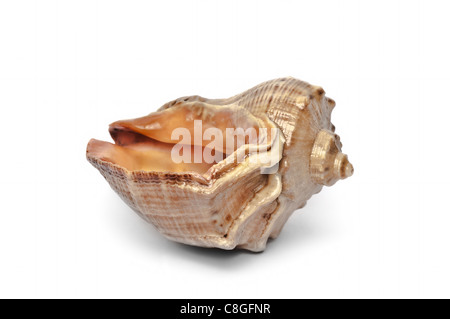 Coquillage marron sur fond blanc Banque D'Images