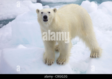 L'ours polaire sur la glace de mer au large des côtes du Spitzberg, Svalbard, Norvège, Scandinavie Banque D'Images