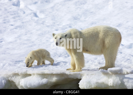 Mère ours polaire et six mois cub, été arctique, Holmiabukta, nord de Spitzberg, Svalbard, Norvège Banque D'Images