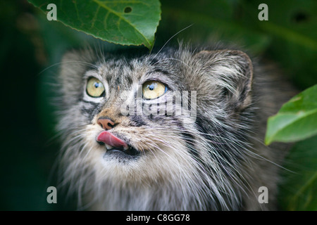 Pallas cat (Otocolobus manul) close-up, des conditions contrôlées, Kent, Angleterre, Royaume-Uni Banque D'Images