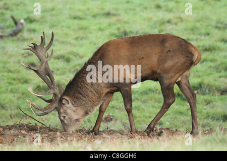 Stag daims sur fond vert Banque D'Images