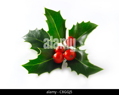 Feuilles de houx de Noël & baies Banque D'Images