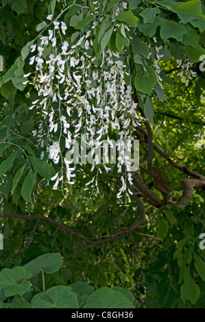 Le Kentucky, Podocarpus Podocarpus (Cladrastis kentukea américain, Cladrastis lutea), la floraison. Banque D'Images