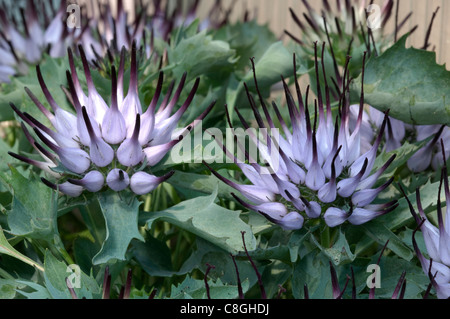 À TOUFFETER Rampion cornu (Physoplexis comosa), des grappes de fleurs piquantes. Banque D'Images