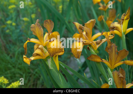 (Iris spuria Iris spuria Imperial Bronze), la floraison. Banque D'Images