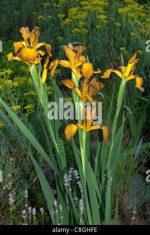 (Iris spuria Iris spuria Imperial Bronze), la floraison. Banque D'Images