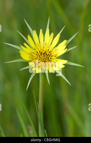 Meadow Salsifis (Tragopogon pratensis), fleur. Banque D'Images