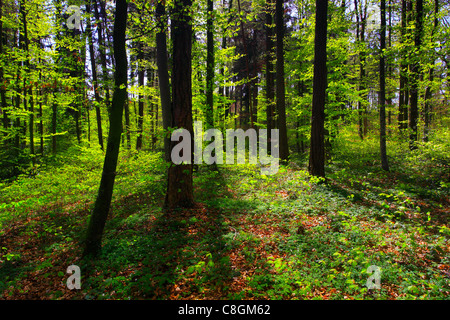 Arbre, tronc, feuilles, feuilles, bois, arbres, Fagus sylvaticia L., printemps, feuillage, forêt, forêt de feuillus, de la vie, de nouveau, copper beech Banque D'Images