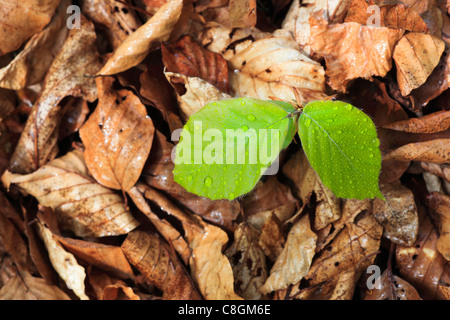 Arbre, feuille, feuilles, hêtre, Fagus, sylvaticia détails L., printemps, plantule, feuillage, forêt, forêt de feuillus, la vie, macro, détail Banque D'Images