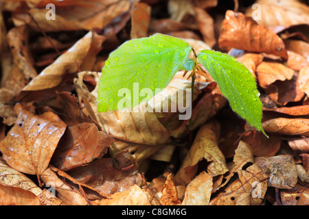 Arbre, feuille, feuilles, hêtre, Fagus, sylvaticia détails L., printemps, plantule, feuillage, forêt, forêt de feuillus, la vie, macro, détail Banque D'Images