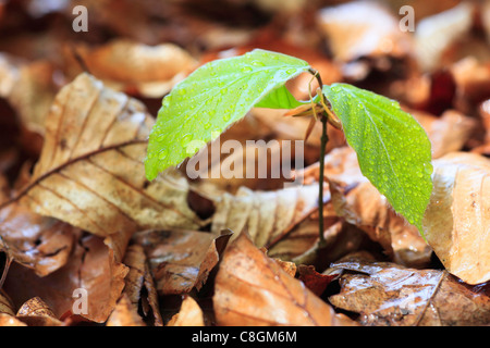 Arbre, feuille, feuilles, hêtre, Fagus, sylvaticia détails L., printemps, plantule, feuillage, forêt, forêt de feuillus, la vie, macro, détail Banque D'Images