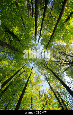 Arbre, tronc, feuilles, feuilles, bois, arbres, Fagus sylvaticia L., frog perspective, printemps, ciel, feuillage, forêt, forêt de feuillus Banque D'Images