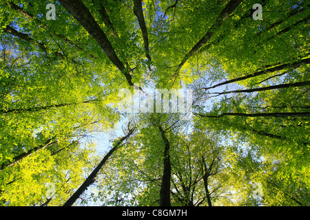 Arbre, tronc, feuilles, feuilles, bois, arbres, Fagus sylvaticia L., frog perspective, printemps, ciel, feuillage, forêt, forêt de feuillus Banque D'Images