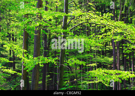 Arbre, tronc, feuilles, feuilles, bois, arbres, Fagus sylvaticia L., frog perspective, printemps, ciel, feuillage, forêt, forêt de feuillus Banque D'Images