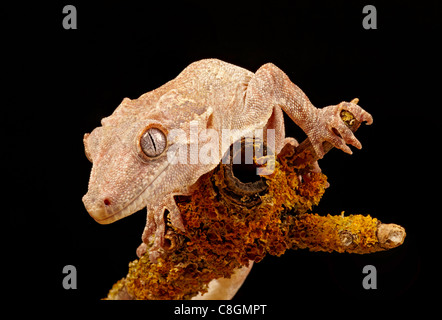 Gargoyle Gecko ou Gecko cahoteuse Calédonien Rhacodactylus auriculatus Banque D'Images