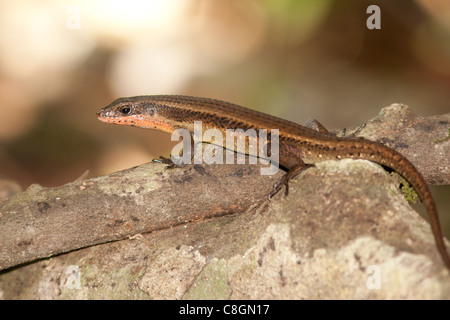 Bien Commun Eutropis scinque Mabuya multifasciata multifasciata, précédemment, Kinabatangan, Sabah, Bornéo, Malaisie Banque D'Images