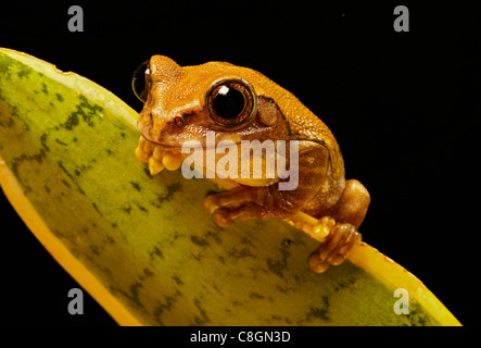 Peacock grenouille d'arbre ou big eyed tree frog Leptopelis vermiculatus Banque D'Images