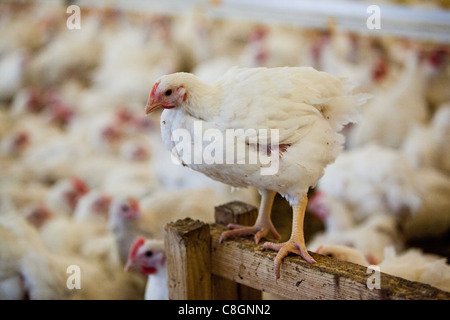Chick se percher sur la liberté en hangar agricole de poulet certifié alimentaire. Le Somerset. United Kingdom. Banque D'Images