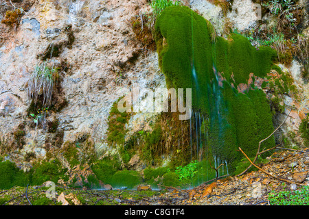 Gole della Breggia, Suisse, Europe, canton du Tessin, Gulch, rock, falaise de tuf, pierre, l'eau, mousse, mousse rembourreur Banque D'Images