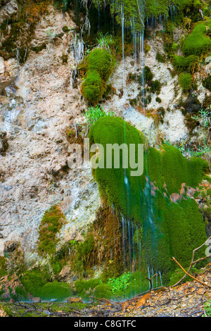 Gole della Breggia, Suisse, Europe, canton du Tessin, Gulch, rock, falaise de tuf, pierre, l'eau, mousse, mousse rembourreur Banque D'Images