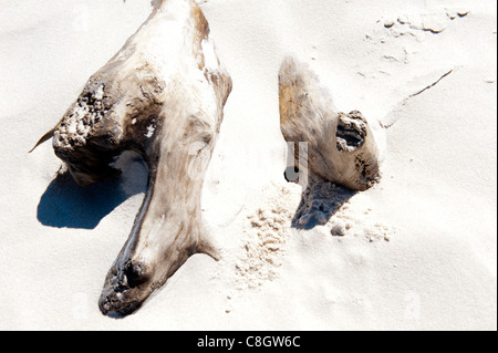 Driftwood niché dans le sable blanc sucre Banque D'Images