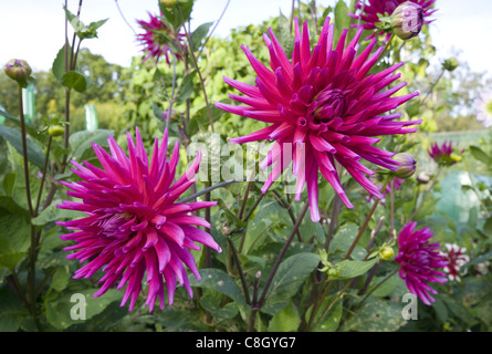 Dahlias fleurs en croissance sur l'attribution au Royaume-Uni Banque D'Images