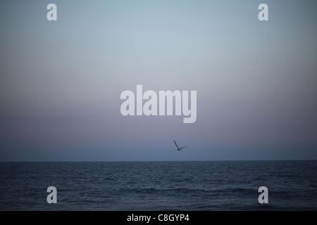 L'horizon de l'océan vu dans l'obscurité. Une mouette voler dans le ciel. Banque D'Images