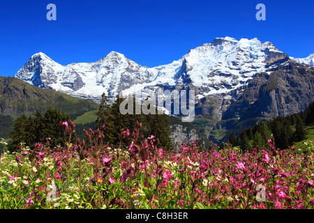 Alp, Alpes, flore, vue, montagne, paysage de montagne, les montagnes, la flore de montagne, source de montagne, massif de montagne, mountain panor Banque D'Images