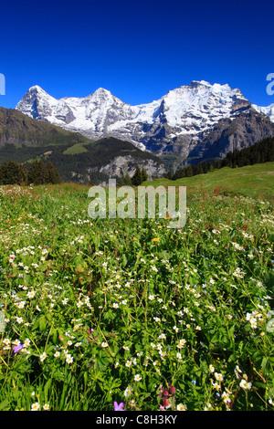 Alp, Alpes, flore, vue, montagne, paysage de montagne, les montagnes, la flore de montagne, source de montagne, massif de montagne, mountain panor Banque D'Images