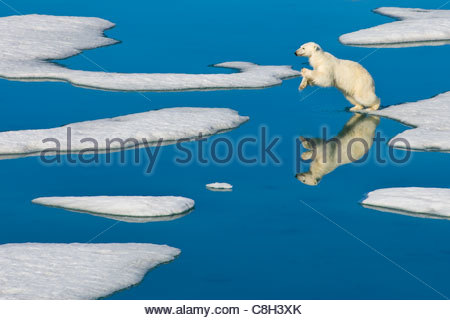 Un ours polaire sauts d'un morceau de glace à l'autre. Banque D'Images