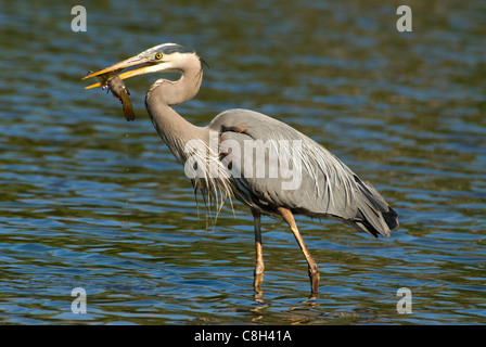 Grand héron Ardea herodias avec poisson-chat dans le projet de loi en Amérique du Nord Banque D'Images