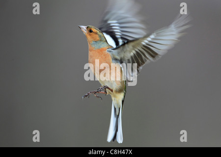 Pinson, le parc national de Cairngorms,, ailes, Fringilla coelebs, Glug, homme, national, parc, portrait, Ecosse, oiseau de taille adulte, Banque D'Images