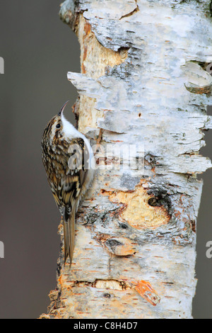 1, arbre, plantes grimpantes, tronc,, Cairngorms, Certhia familiaris, Certhia Bruant commun, de l'alimentation, alimentation, alimentation, eurasien, Bruant Banque D'Images