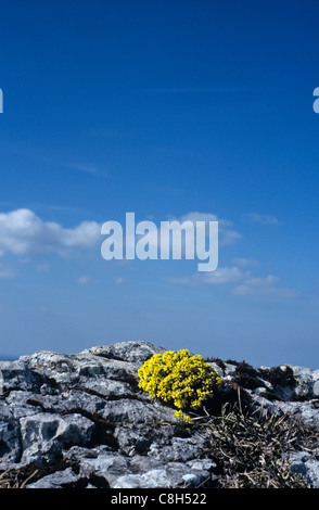 Chasseral, Suisse, dans le canton de Berne, Jura, montagne, fleur, flore alpine, jaune, whitlowgrass Draba aizoides, lime rock, r Banque D'Images