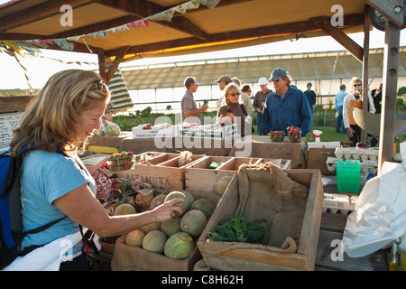 Visiteurs acheter produire à Shephard Farm, Carpinteria, en Californie, États-Unis d'Amérique Banque D'Images