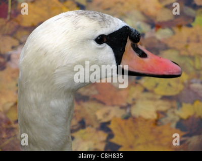 Tête de cygne Banque D'Images