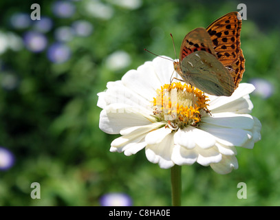 Le Butterfly on flower Banque D'Images