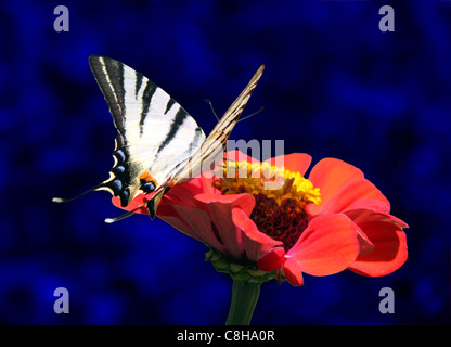 Le Butterfly on flower Banque D'Images