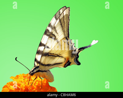 Swallowtail butterfly (rares) sur la fleur (marigold) Banque D'Images